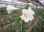 [world white 14-16 030213.JPG]